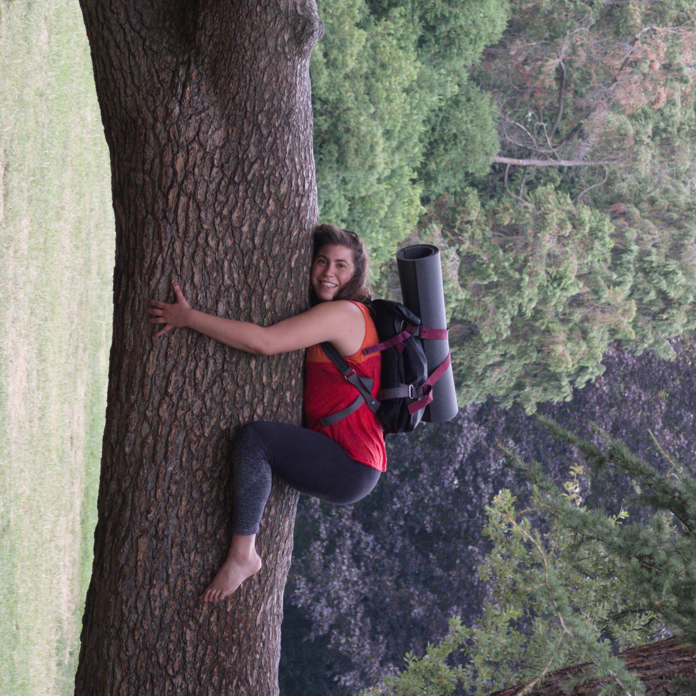 Alix_arbre